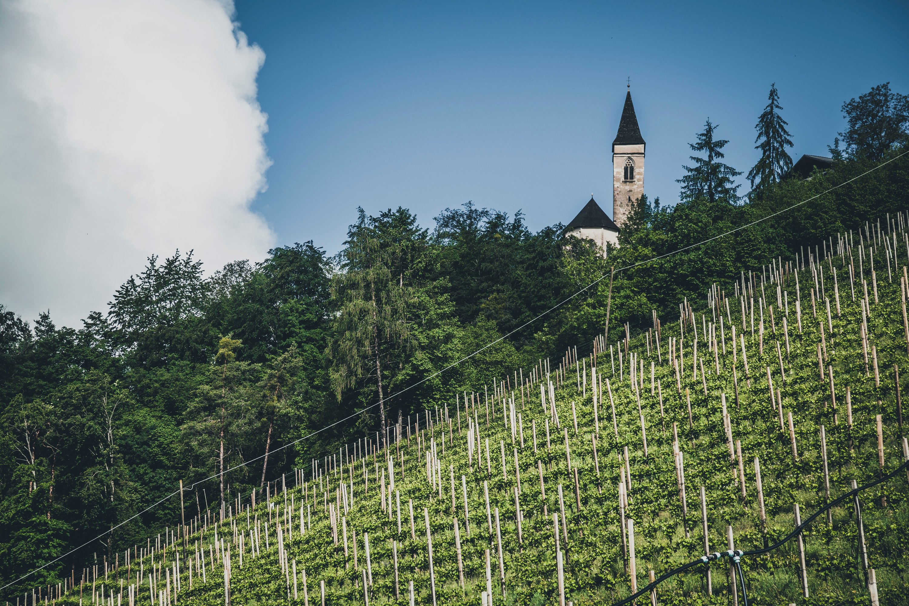 Pfitscher Wein Montan online kaufen